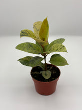Load image into Gallery viewer, Ficus Moonshine
