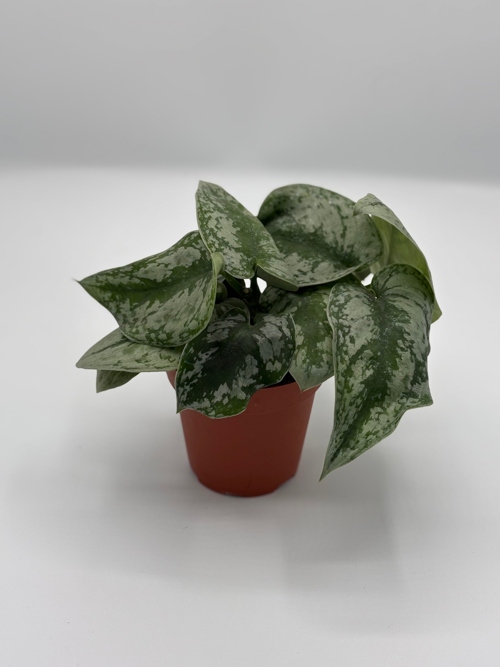 silver splash pothos 4in silver splash pothos – Norens Nursery