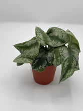 Load image into Gallery viewer, 4in silver splash pothos
