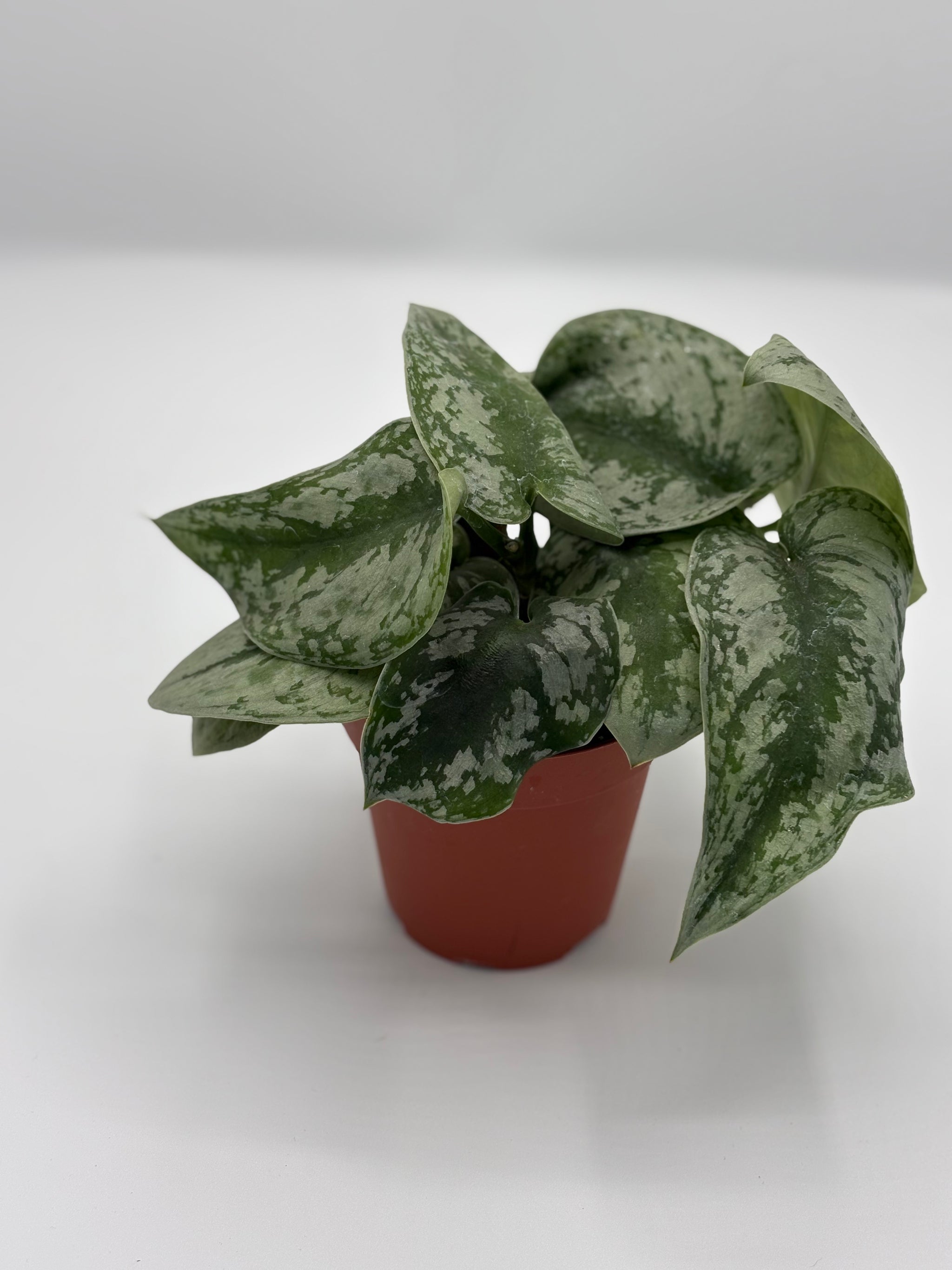 silver splash vs satin pothos 4in silver splash pothos – Norens Nursery