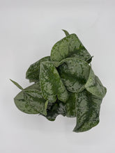 Load image into Gallery viewer, 4in silver splash pothos
